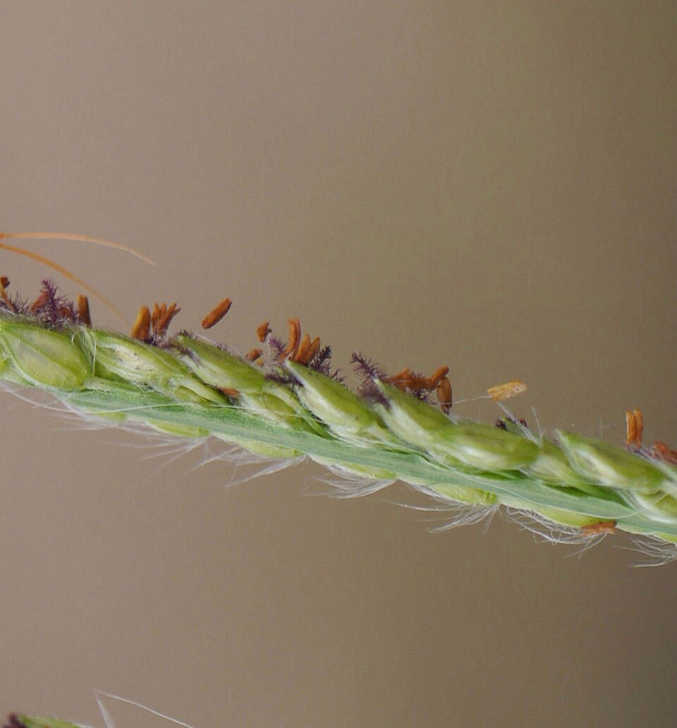 Paspalum urvillei (Vasey Grass) (alternate view 2)