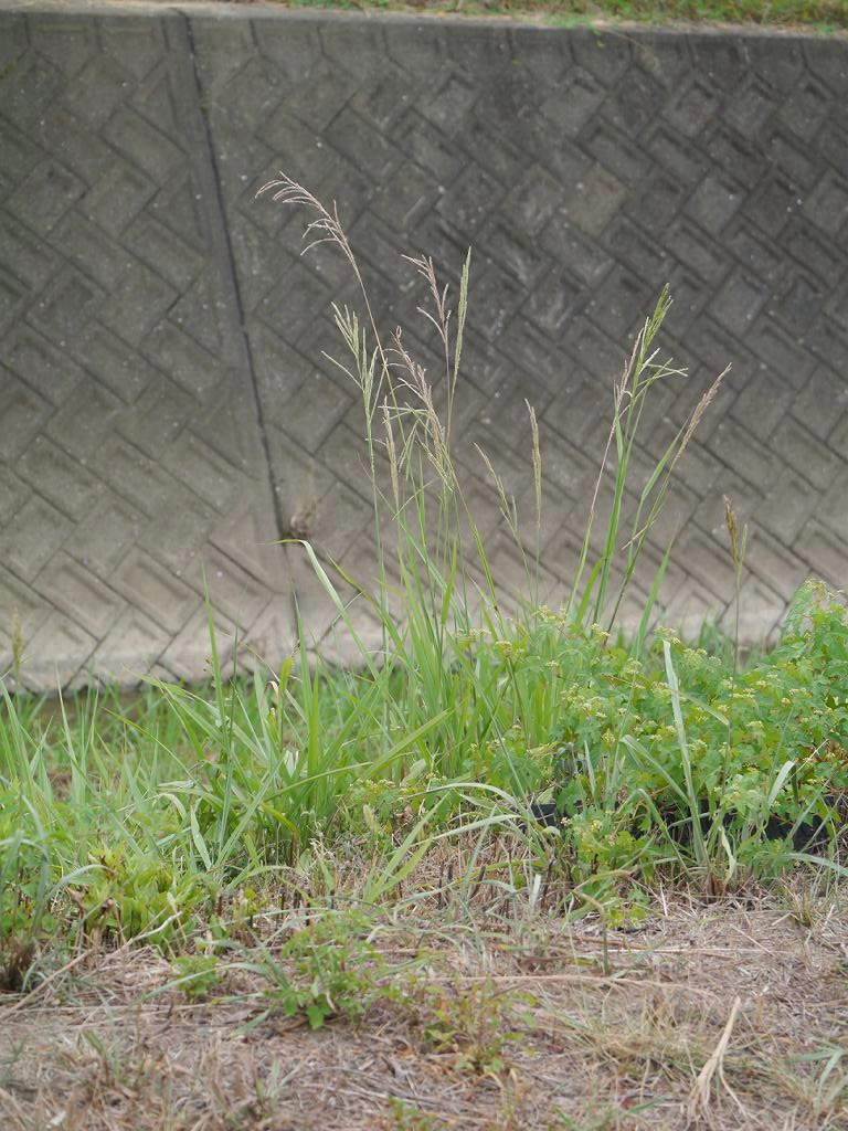 Paspalum urvillei (Vasey Grass) (alternate view 3)