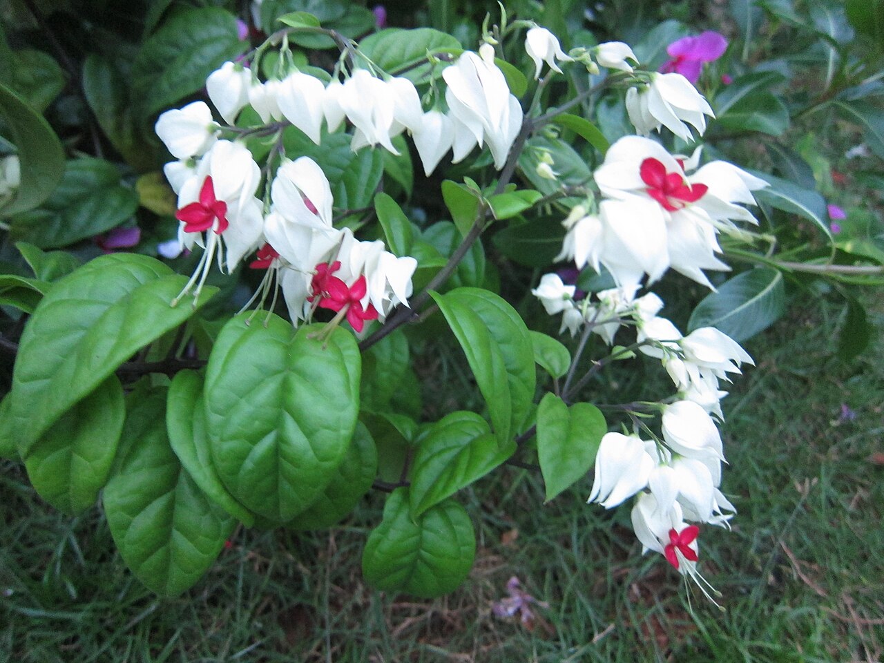 Clerodendrum thomsoniae, Bleeding-heart vine — climbing semi-evergreen (Lamiaceae) (image 9 of 10)