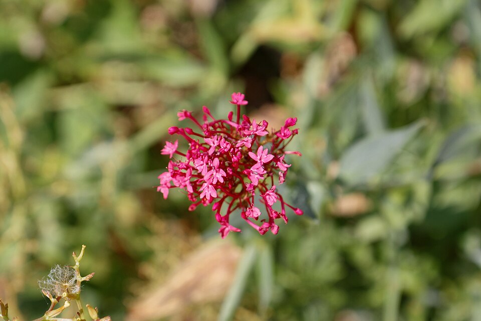 Centranthus (Valerian)