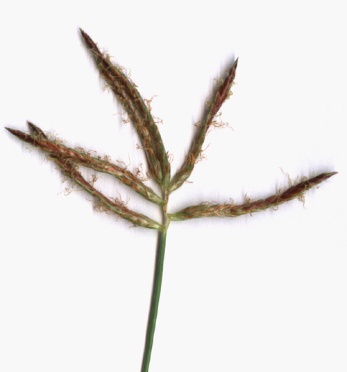 Cyperus rotundus (Purple Nutsedge) (alternate view 6)