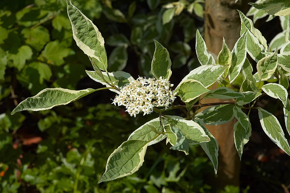 Cornus alba 'Elegantissima' (variegated Tartarian dogwood)
