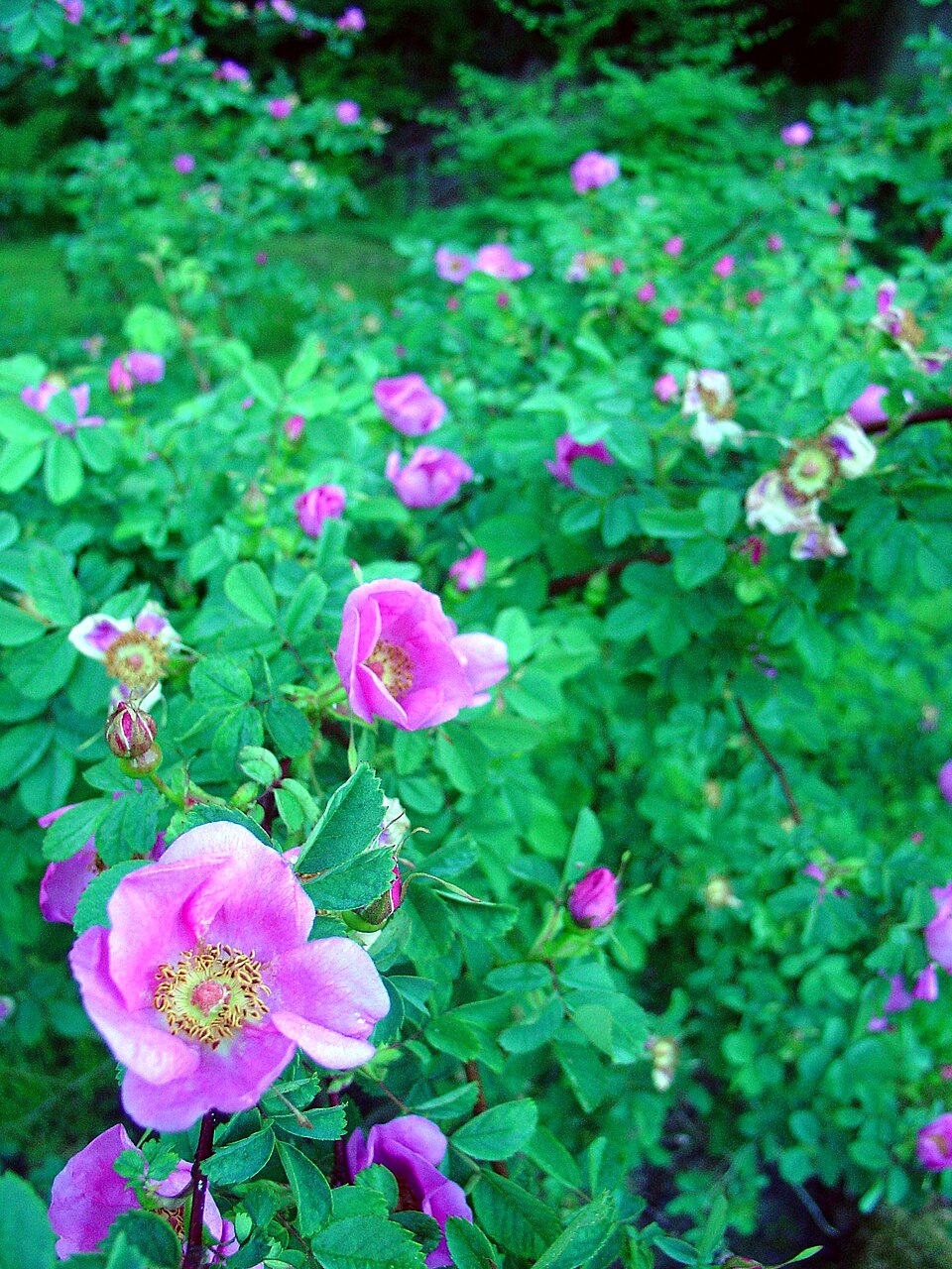 Rosa nutkana (Nootka rose) (alternate view 8)