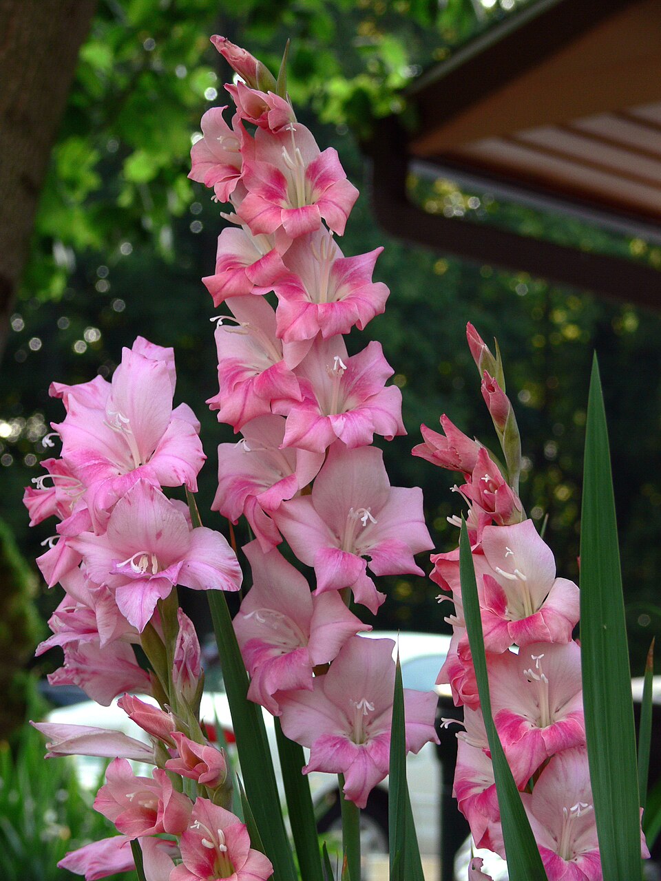 Gladiolus × hortulanus (Large-flowered Gladiolus)