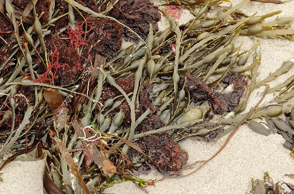 Vertebrata lanosa (Wrack Siphon Weed)