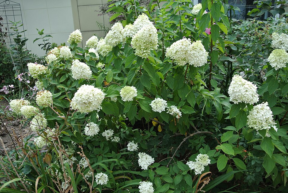 Hydrangea paniculata 'Limelight' (Limelight Peegee Hydrangea)