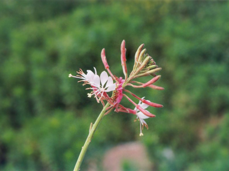 Oenothera gaura (biennial beeblossom) (alternate view 7)