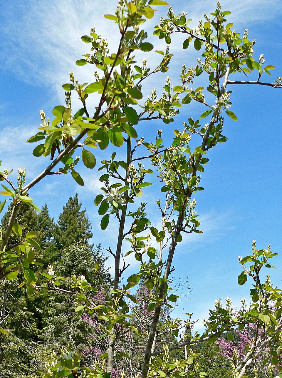 Amelanchier utahensis (Utah Serviceberry)