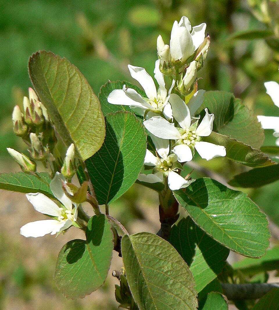Amelanchier utahensis (Utah Serviceberry) (alternate view 2)