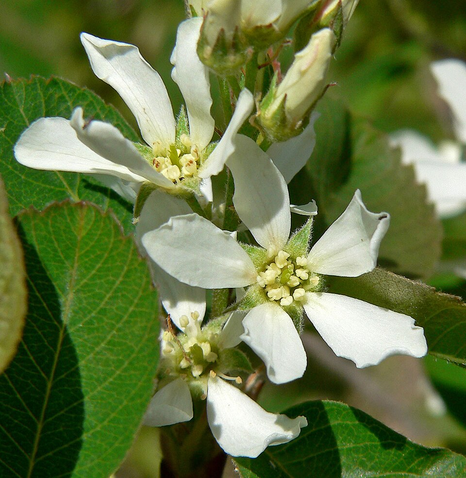 Amelanchier utahensis (Utah Serviceberry) (alternate view 3)