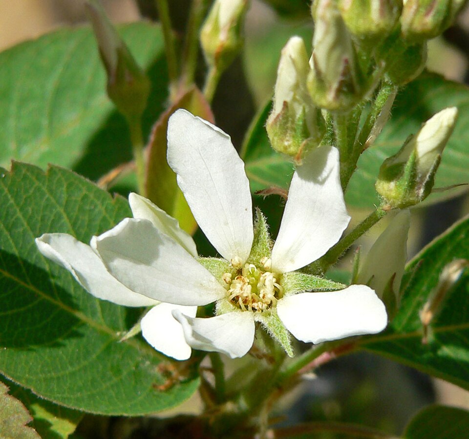 Amelanchier utahensis (Utah Serviceberry) (alternate view 4)