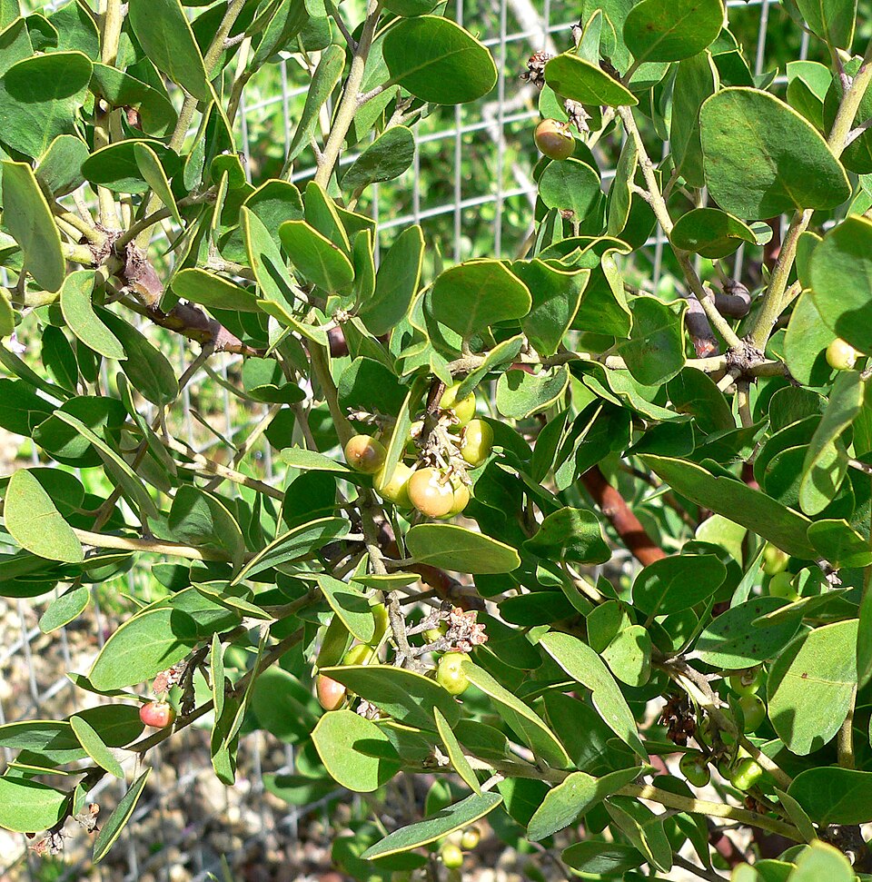 Arctostaphylos manzanita (Dr. Hurd Manzanita) (alternate view 8)