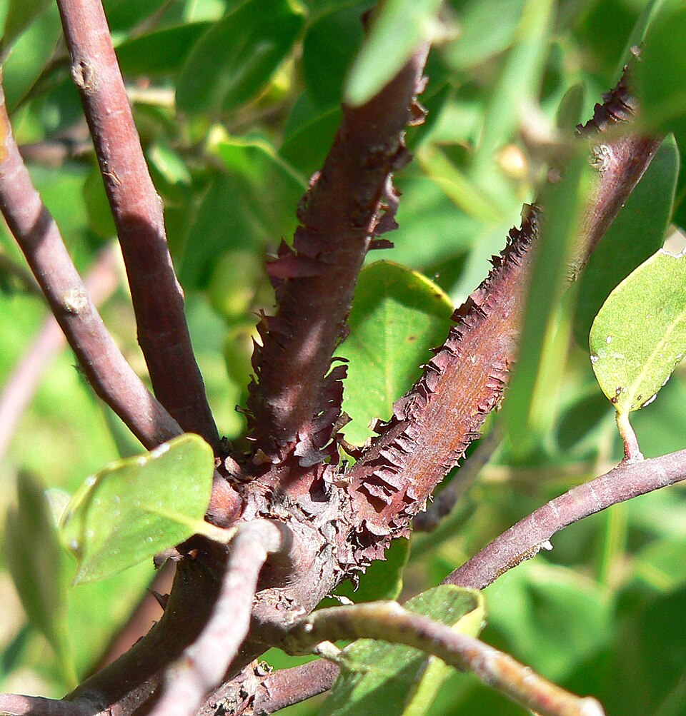 Arctostaphylos manzanita (Dr. Hurd Manzanita) (alternate view 9)