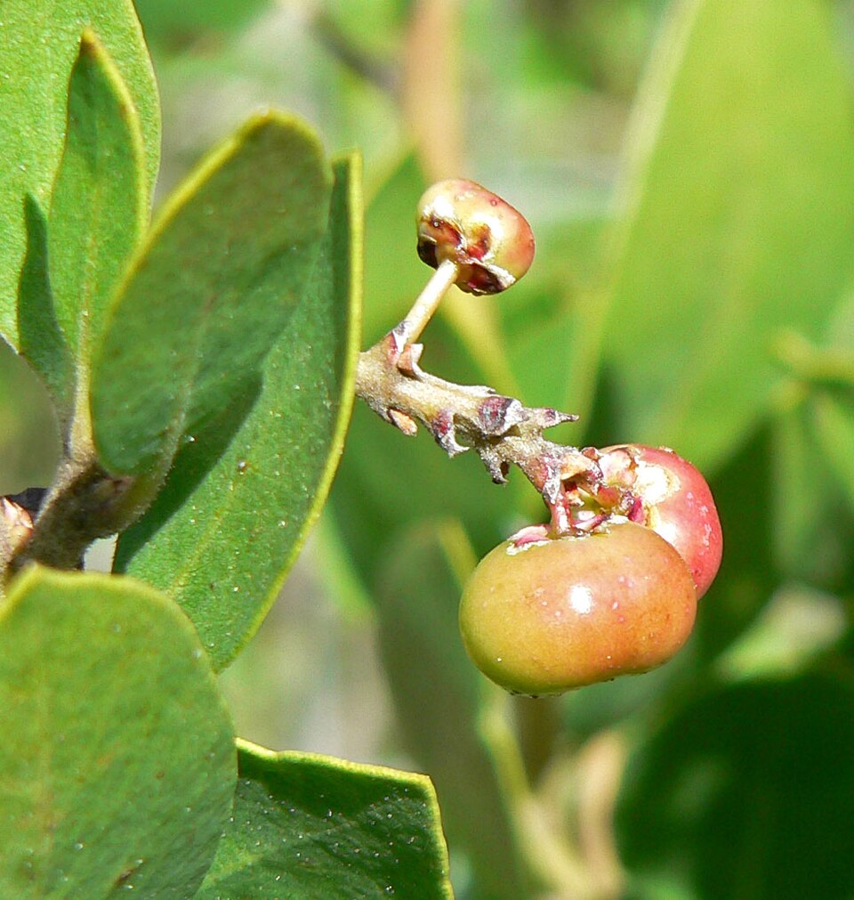Arctostaphylos manzanita (Dr. Hurd Manzanita) (alternate view 10)