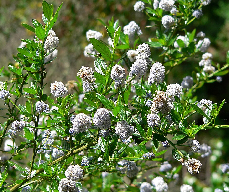 Ceanothus thyrsiflorus (Blue Blossom) (alternate view 7)