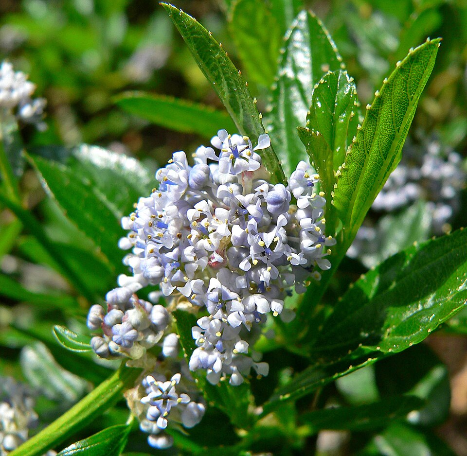 Ceanothus thyrsiflorus (Blue Blossom) (alternate view 8)