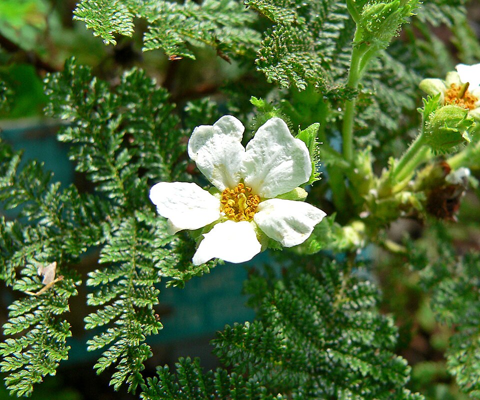 Chamaebatia foliolosa (Mountain Misery)