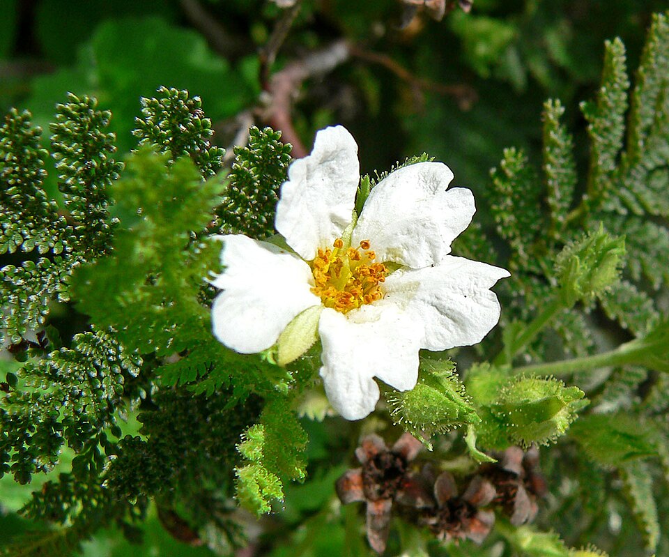 Chamaebatia foliolosa (Mountain Misery) (alternate view 2)