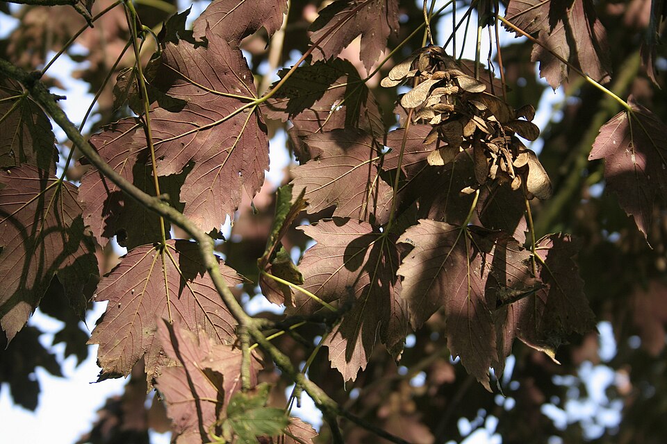 Acer pseudoplatanus 'Atropurpureum' (Purple Sycamore Maple) (alternate view 4)