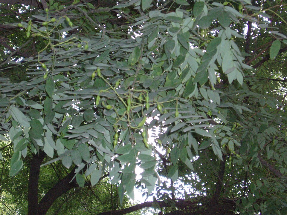 Styphnolobium japonicum (Japanese pagoda tree)