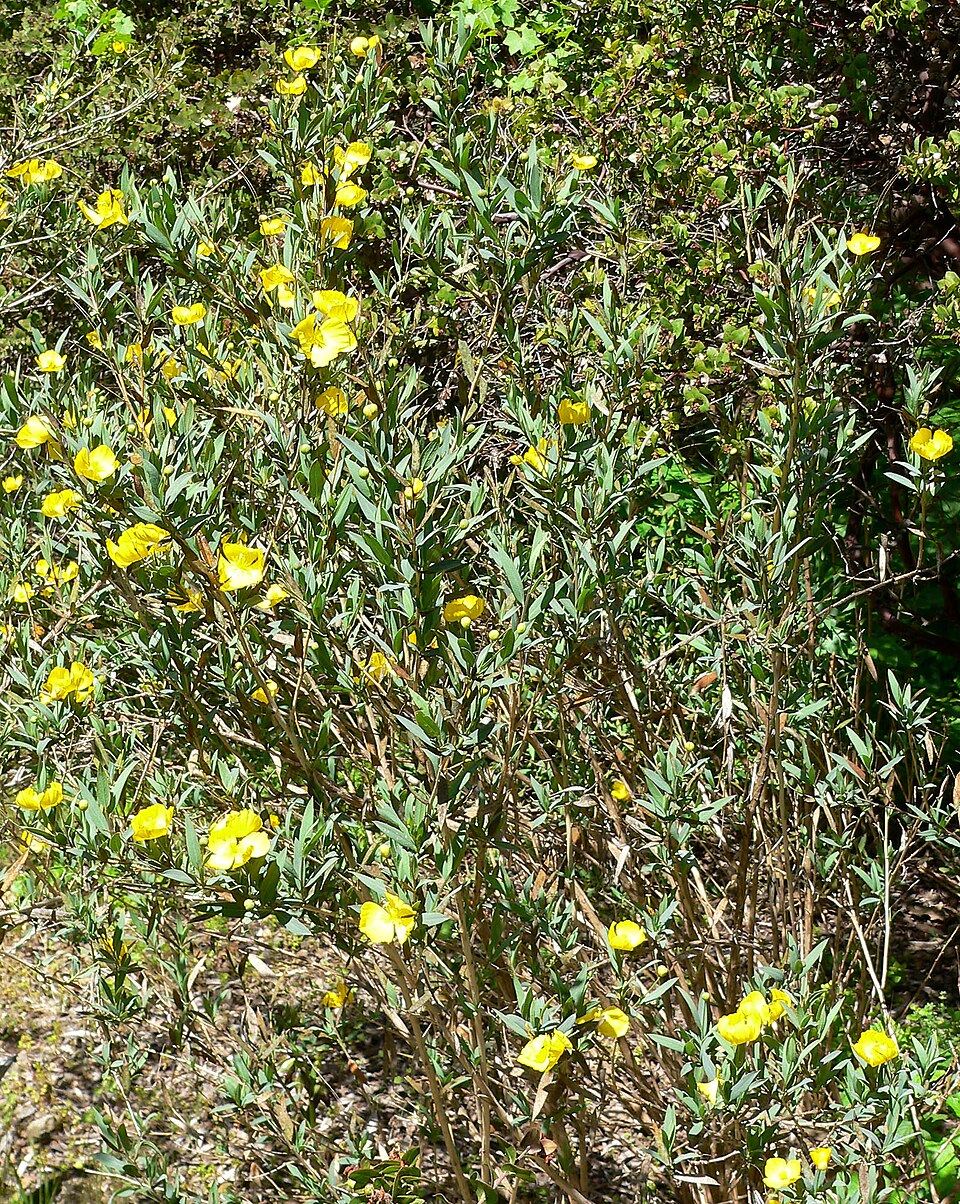 Dendromecon rigida (Bush Poppy) (alternate view 8)