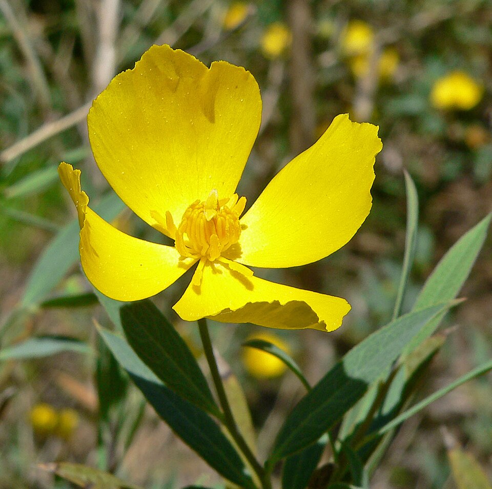 Dendromecon rigida (Bush Poppy) (alternate view 9)