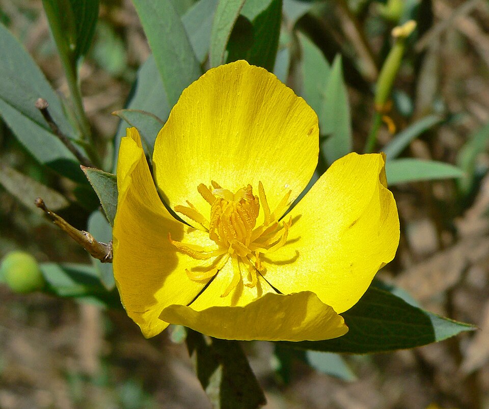 Dendromecon rigida (Bush Poppy) (alternate view 10)
