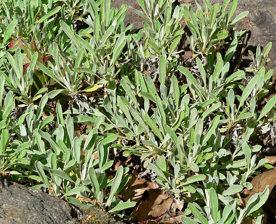 Eriogonum heracleoides (Parsnip-flowered Buckwheat) (alternate view 6)