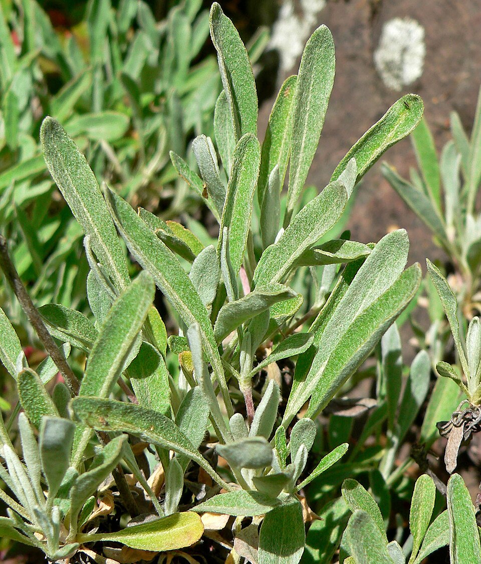 Eriogonum heracleoides (Parsnip-flowered Buckwheat) (alternate view 7)