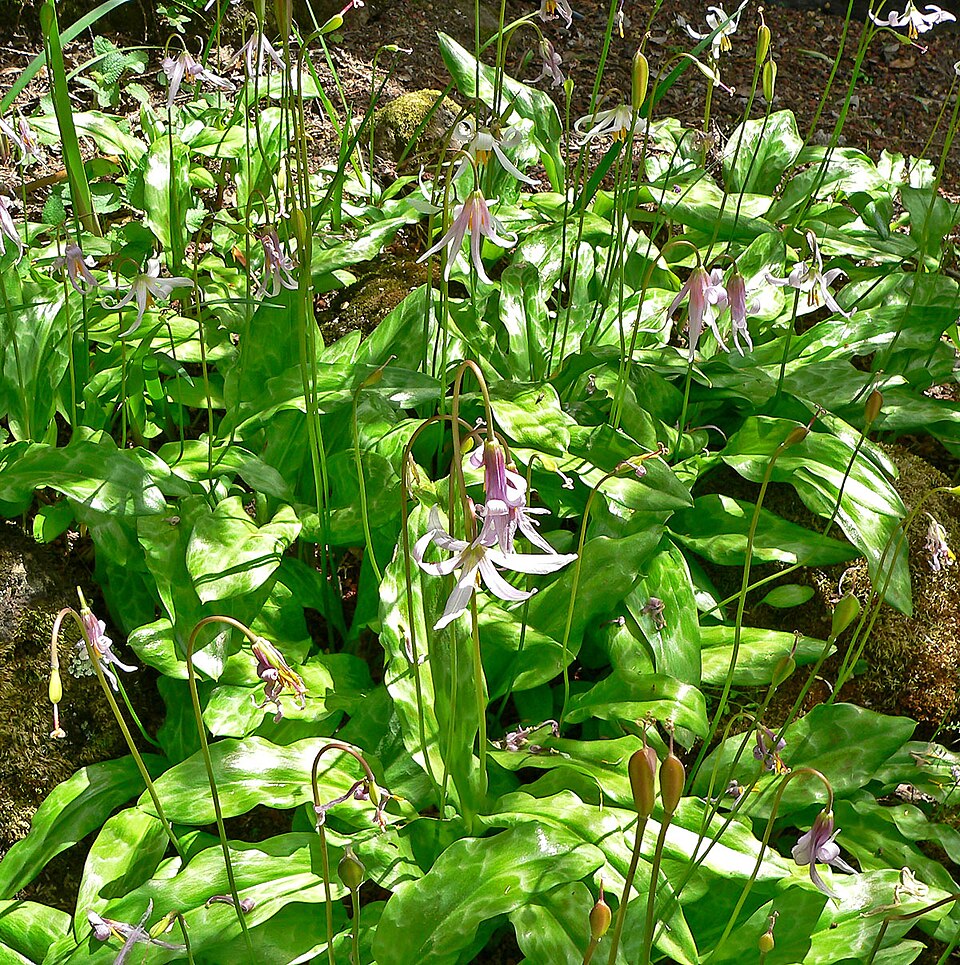Erythronium revolutum (coast fawn lily) (alternate view 6)