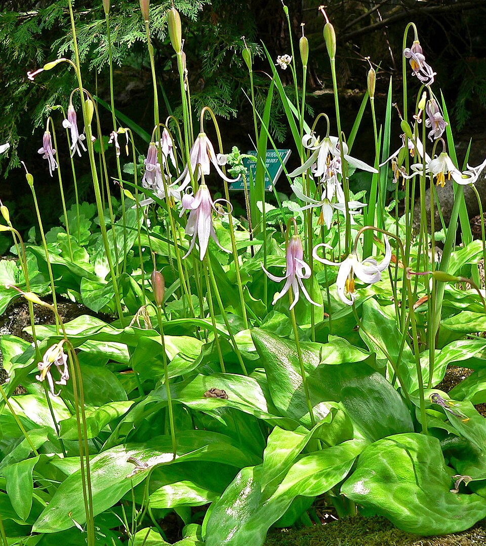 Erythronium revolutum (coast fawn lily) (alternate view 7)
