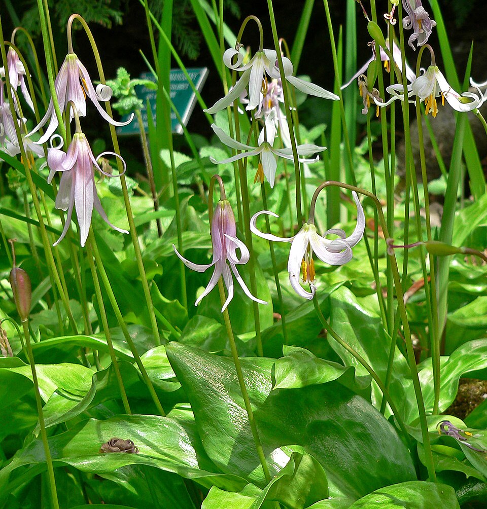 Erythronium revolutum (coast fawn lily) (alternate view 8)