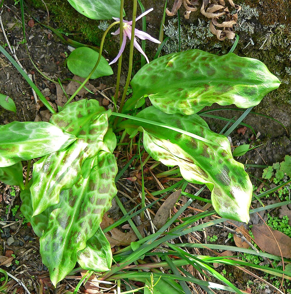 Erythronium revolutum (coast fawn lily) (alternate view 9)