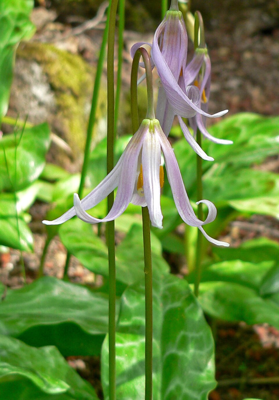 Erythronium revolutum (coast fawn lily) (alternate view 10)