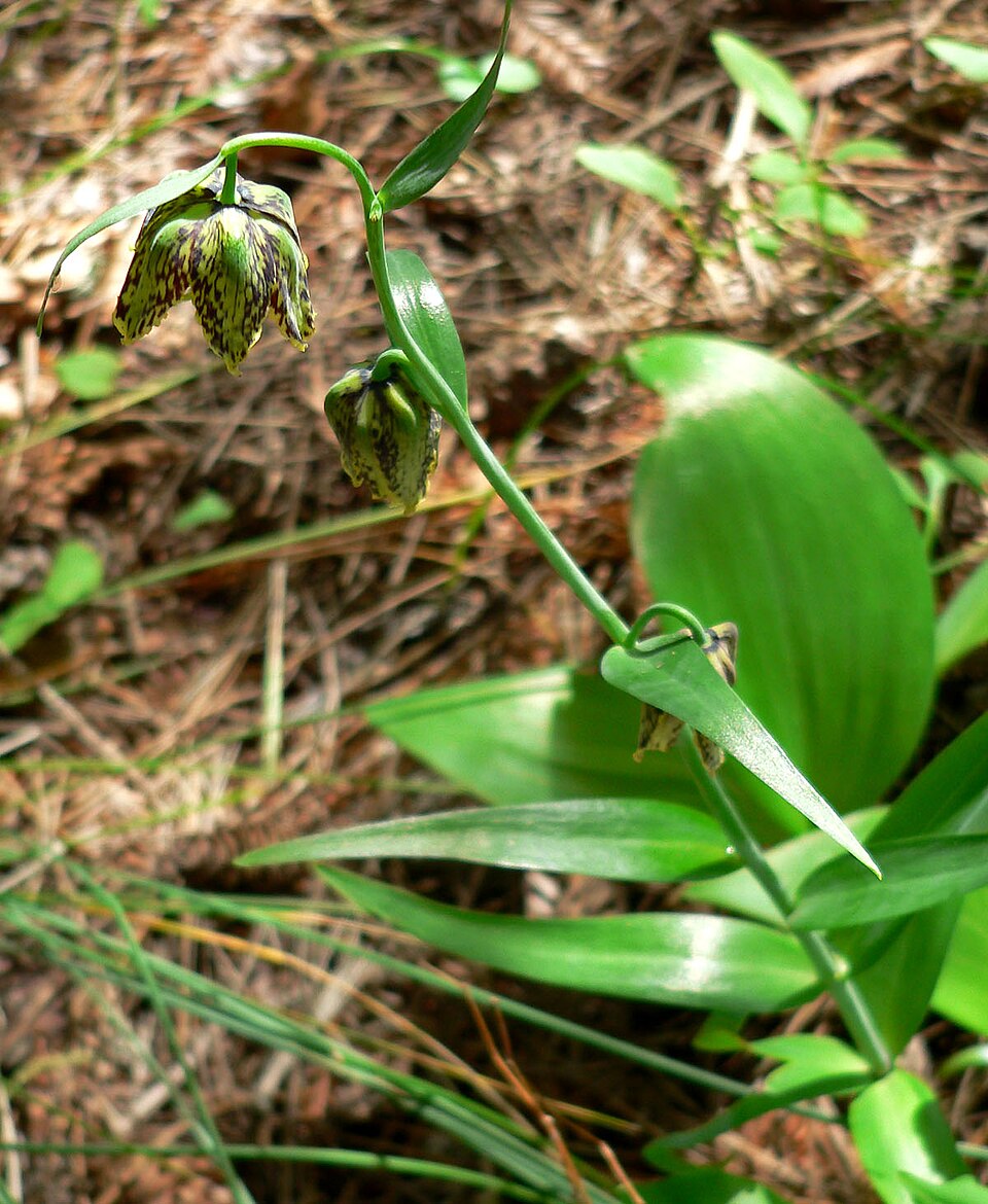 Fritillaria affinis (Chocolate Lily) (alternate view 7)