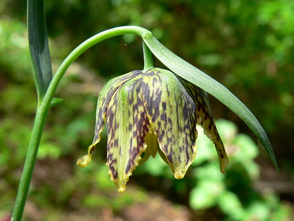Fritillaria affinis (Chocolate Lily) (alternate view 8)