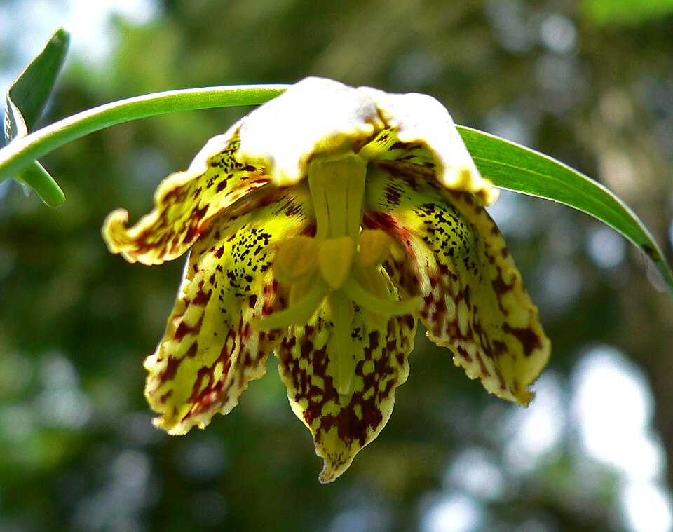 Fritillaria affinis (Chocolate Lily) (alternate view 9)