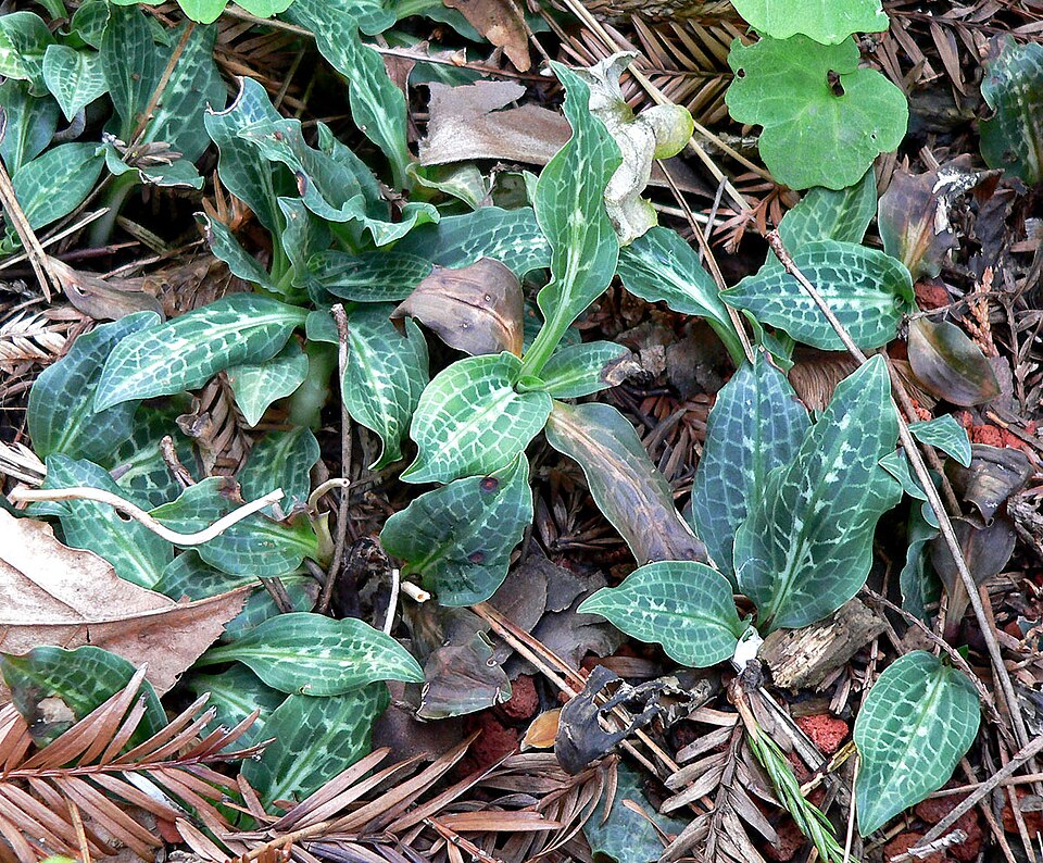 Goodyera oblongifolia (Rattlesnake Plantain) (alternate view 6)