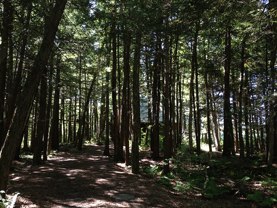 Tsuga canadensis (eastern hemlock) (alternate view 10)