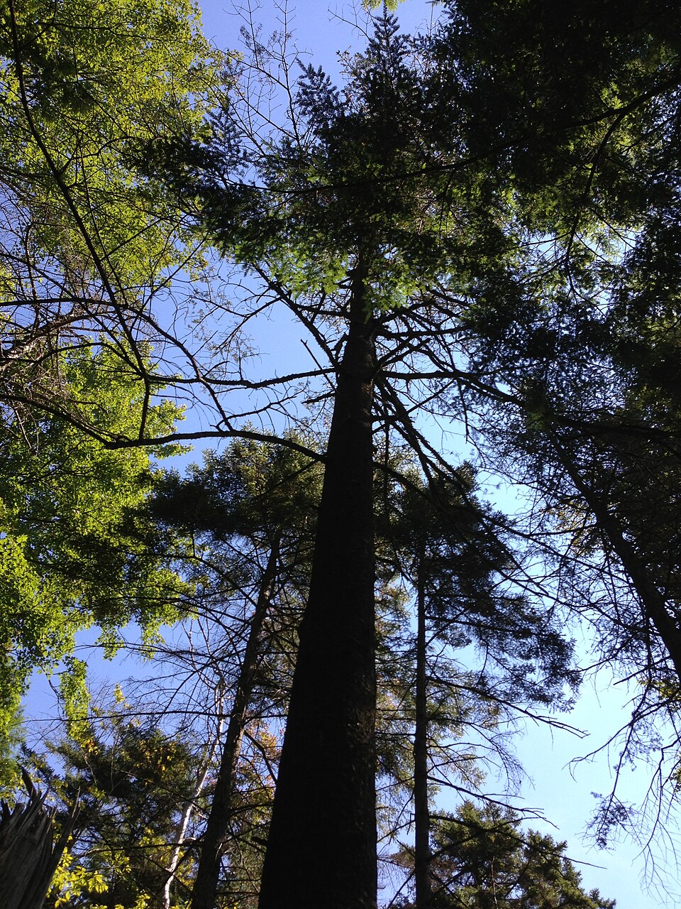 Abies balsamea (Balsam Fir) (alternate view 6)