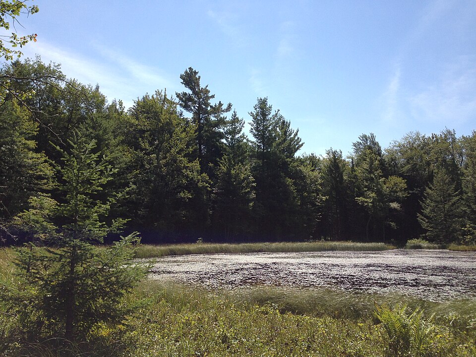 Pinus strobus (eastern white pine) (alternate view 10)
