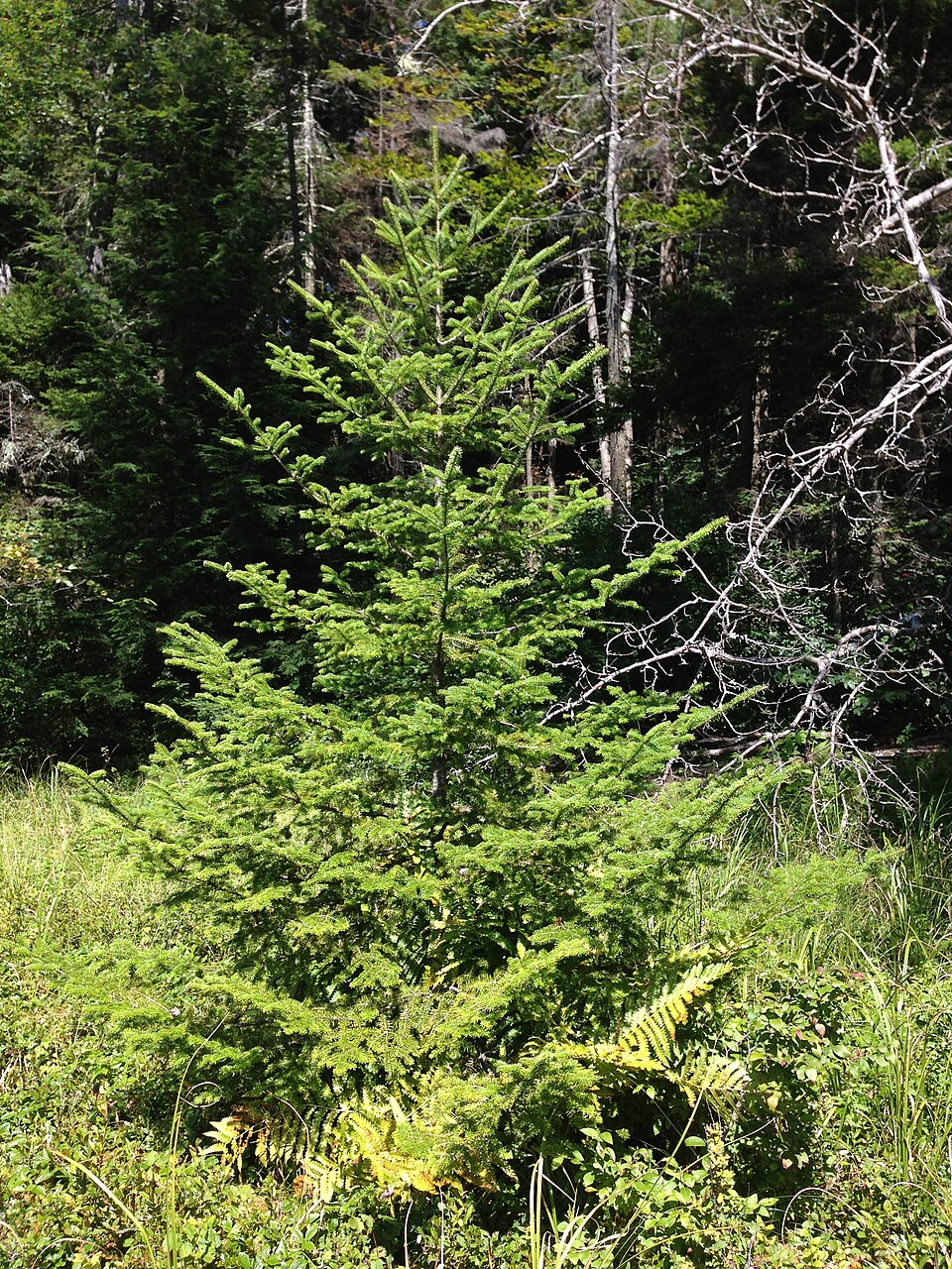 Abies balsamea (Balsam Fir) (alternate view 7)