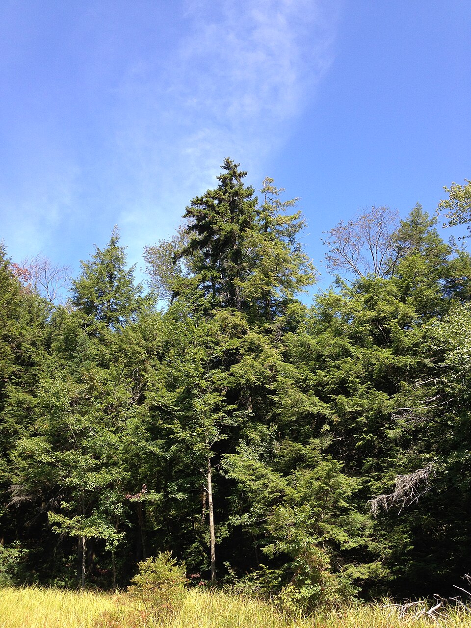 Picea rubens (red spruce) (alternate view 4)