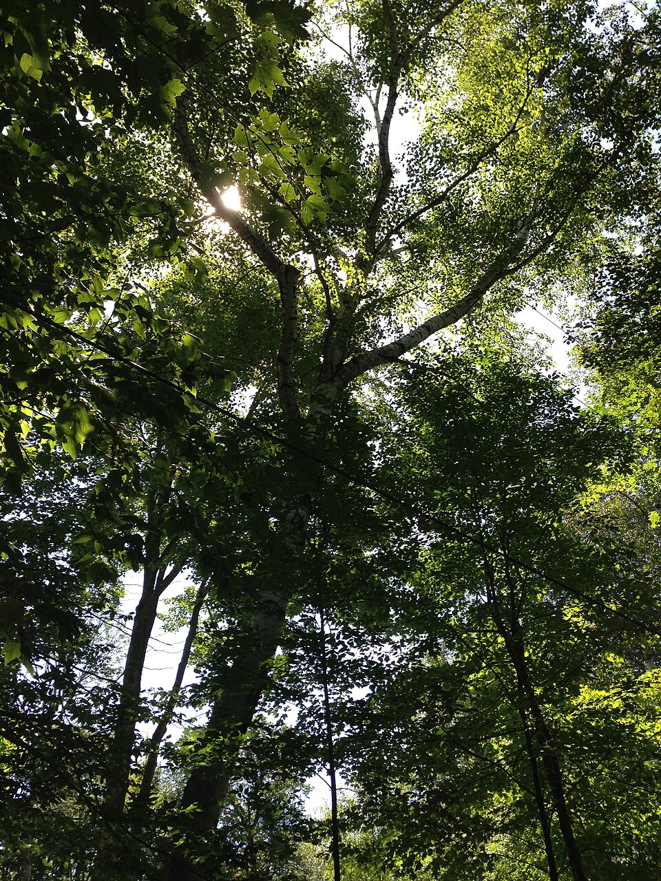 Betula papyrifera (paper birch)