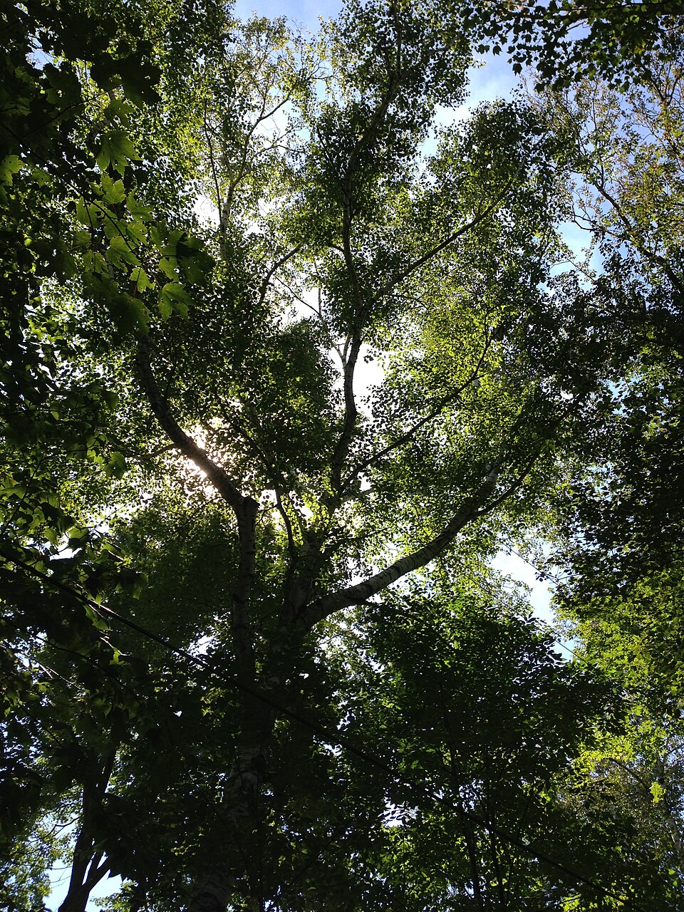 Betula papyrifera (paper birch) (alternate view 2)