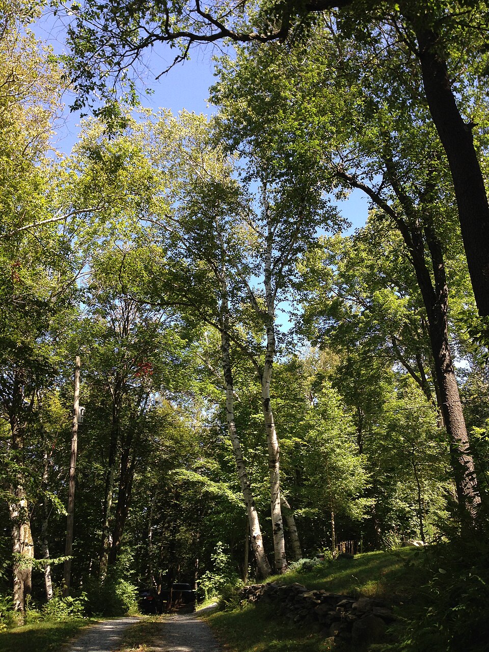 Betula papyrifera (paper birch) (alternate view 5)