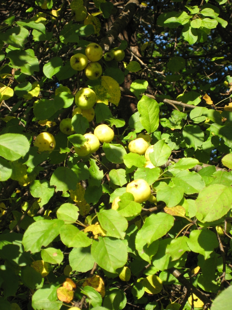 Malus sylvestris (European Wild Apple)