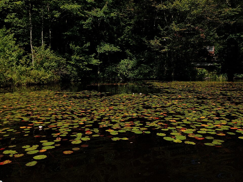 Nymphaea odorata (American white waterlily)