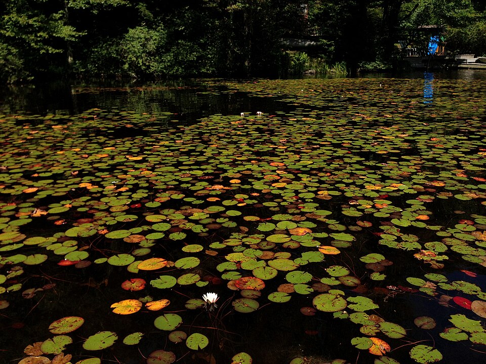 Nymphaea odorata (American white waterlily)