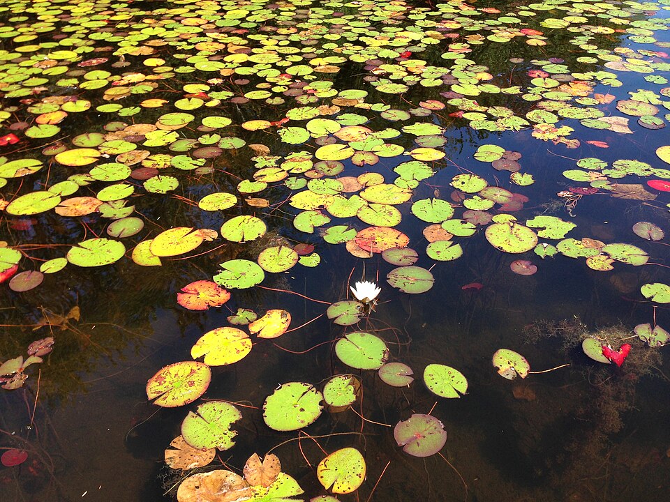 Nymphaea odorata (American white waterlily)